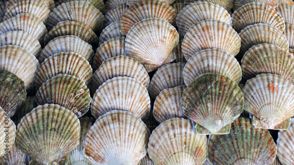 Food background; seafood, scallops close up Food background; seafood, scallops close up