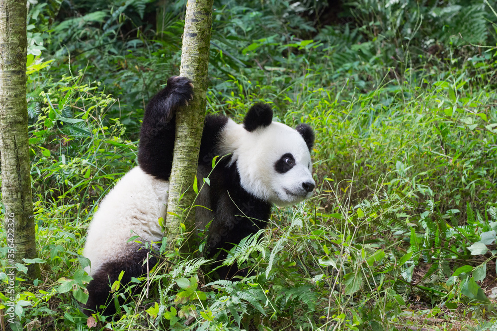 Young giant Panda (Ailuropoda melanoleuca), Chengdu, Sichuan, China
