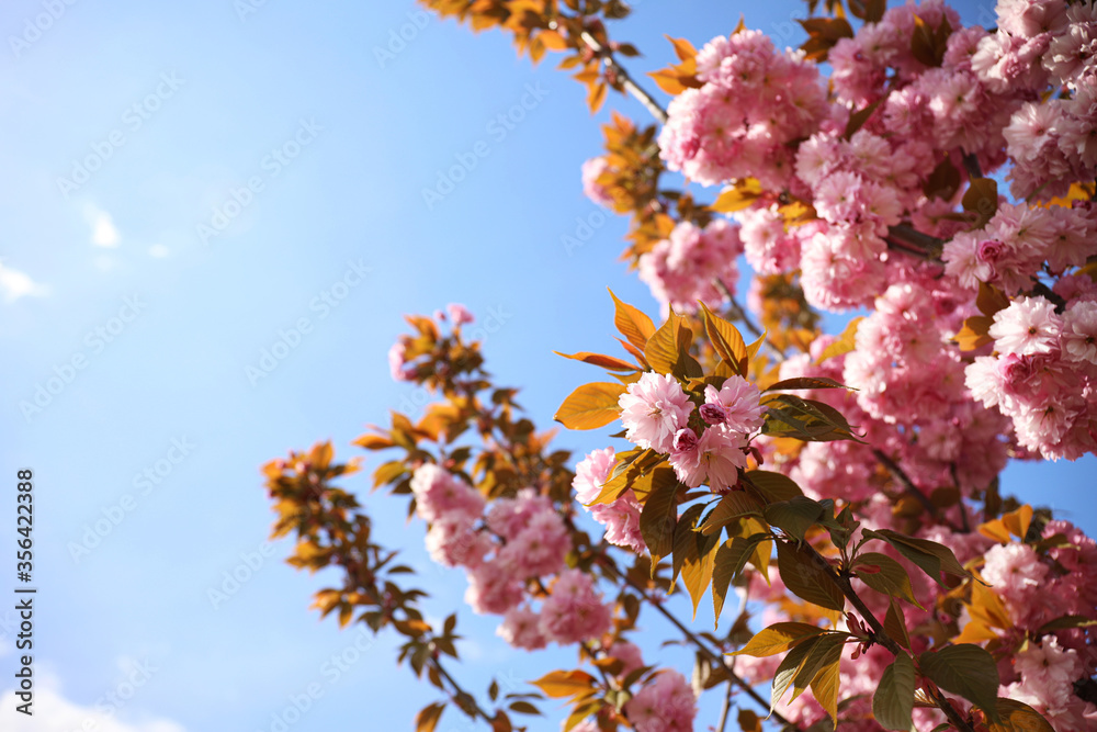 Closeup view of blossoming pink sakura tree outdoors Closeup view of blossoming pink sakura tree outdoors