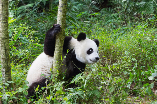 Young giant Panda (Ailuropoda melanoleuca), Chengdu, Sichuan, China photo