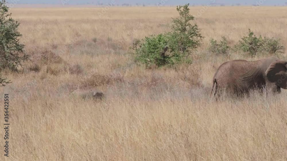 Elephant and African calf amid vegetation. Elephant and African calf amid vegetation.