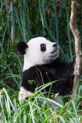 Fototapeta Naklejka Na Ścianę i Meble -  Young giant Panda (Ailuropoda melanoleuca), Chengdu, Sichuan, China