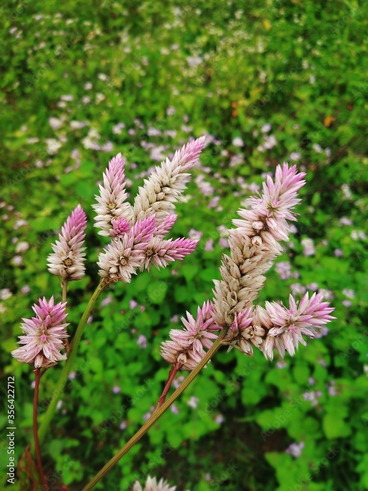 red and green grass flower red and green grass flower