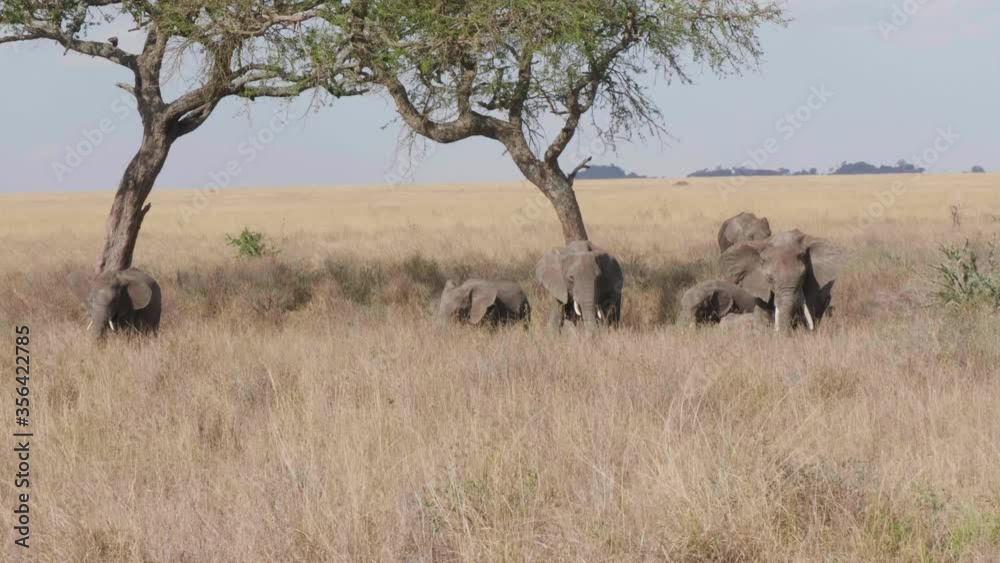 Herd of African elephants in shade of trees. Herd of African elephants in shade of trees.