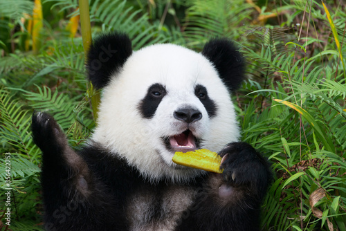Two years aged young giant Pandas  Ailuropoda melanoleuca   Chengdu  Sichuan  China