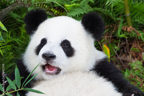 Fototapeta Naklejka Na Ścianę i Meble -  Two years aged young Giant Panda (Ailuropoda melanoleuca), China Conservation and Research Centre for the Giant Pandas, Chengdu, Sichuan, China