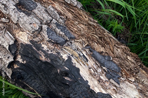 texture of the bark of a burnt dead tree