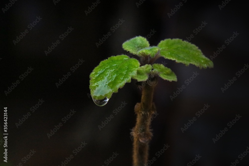 Detail of water drop falling from green leaf. Stalk and sprout on black background. Space for text Detail of water drop falling from green leaf. Stalk and sprout on black background. Space for text