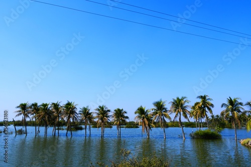 Palm tree in the Lake  Coconut tree  Kutch  Gujarat  India
