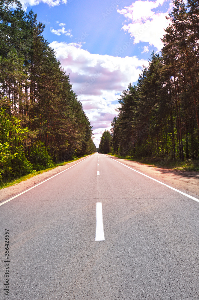 Fototapeta premium a road in the forest