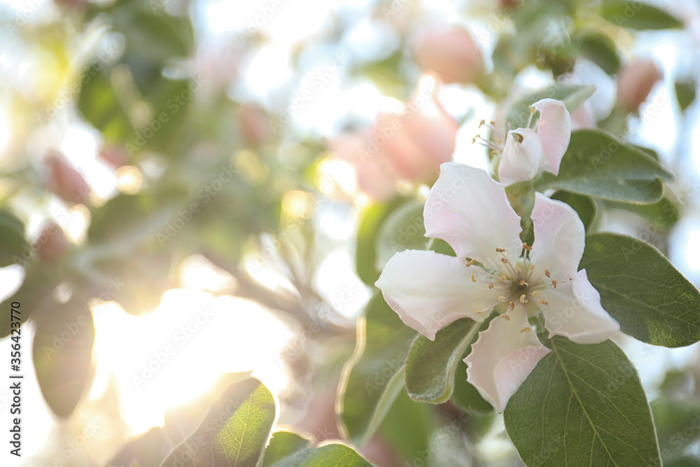 Obraz premium Closeup view of beautiful blossoming quince tree outdoors on spring day