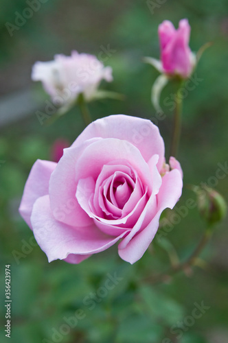 The name of this rose is "Pink Shells,". This rose is called "Sakuragai" in Japan.