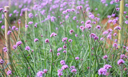 Close up of purple Verbena flowers in the garden