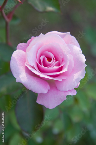 Wallpaper Mural The name of this rose is "Pink Shells,". 
This rose is called "Sakuragai" in Japan. Torontodigital.ca