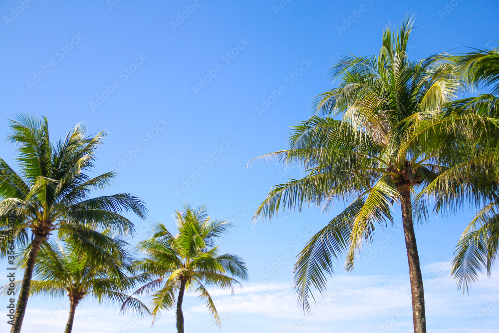 coconut palm trees across blue sky, Summer background 