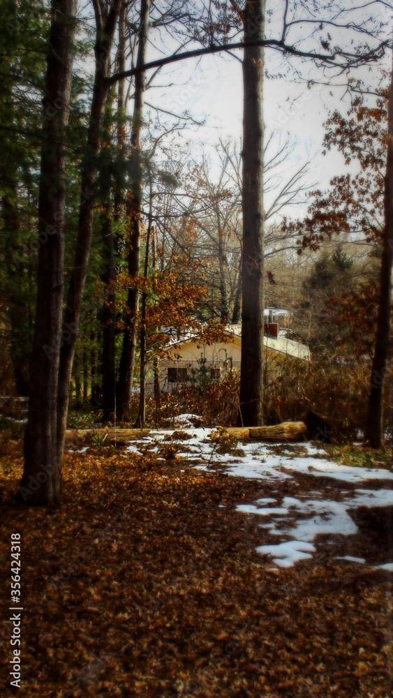 Obraz premium path in the forest