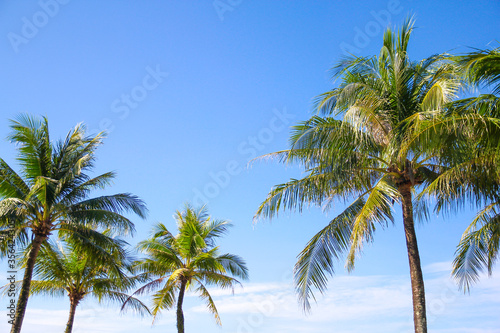 coconut palm trees across blue sky  Summer background 