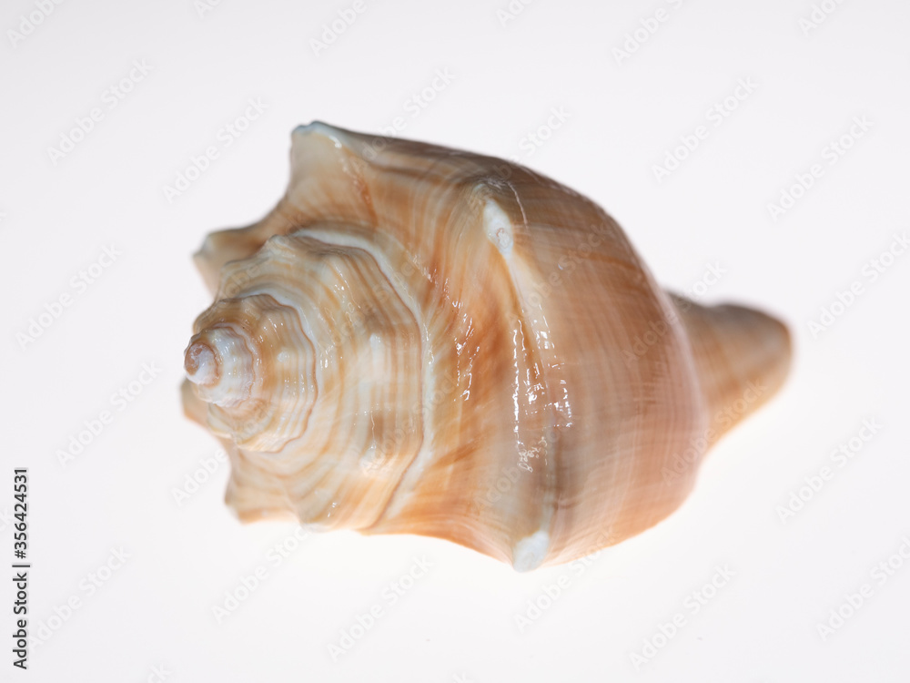 Indio Pacific Seashell Isolated on White Background