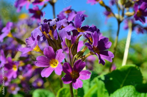 beautiful and vibrant purple and violet primula flowers in summer sunshine  flower from Andoya  Bleik