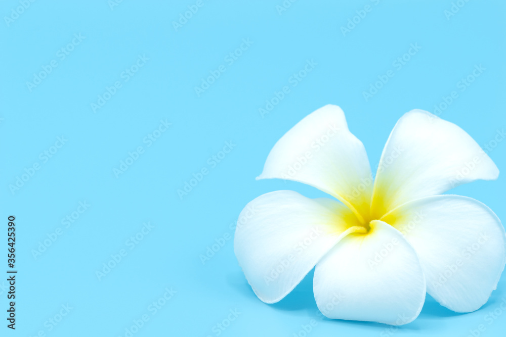 Naklejka premium White frangipani flower isolated on light blue background, Selective focus.