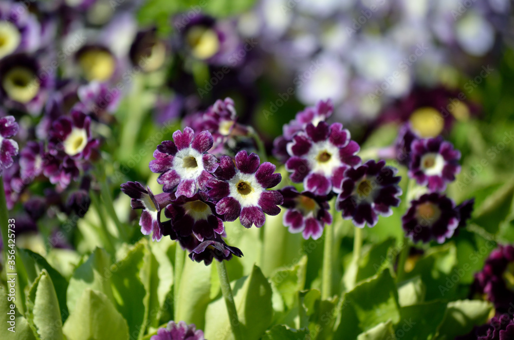 beautiful violet, yellow and purple primula x, pubescens flowers blooming in summer sunshine beautiful violet, yellow and purple primula x, pubescens flowers blooming in summer sunshine
