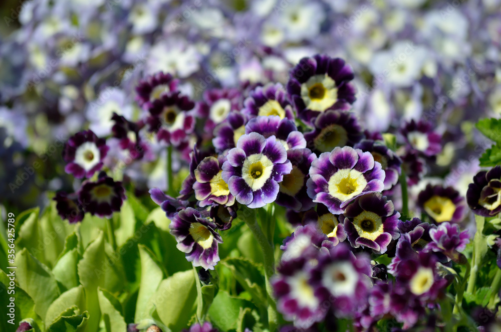 beautiful violet, yellow and purple primula x, pubescens flowers blooming in summer sunshine beautiful violet, yellow and purple primula x, pubescens flowers blooming in summer sunshine
