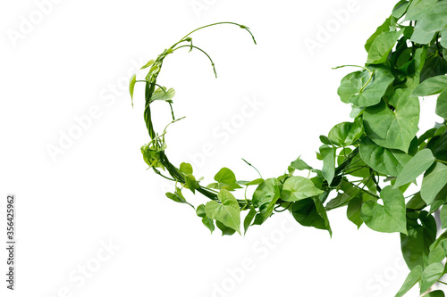 Bild auf Leinwand Vine with green leaves, heart shaped, twisted separately on a white background