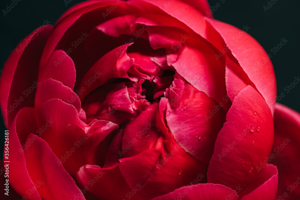 close up view of pink peony with drops isolated on black close up view of pink peony with drops isolated on black