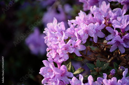 beautiful violet rhododendron  frosthexe flower in summer sunshine