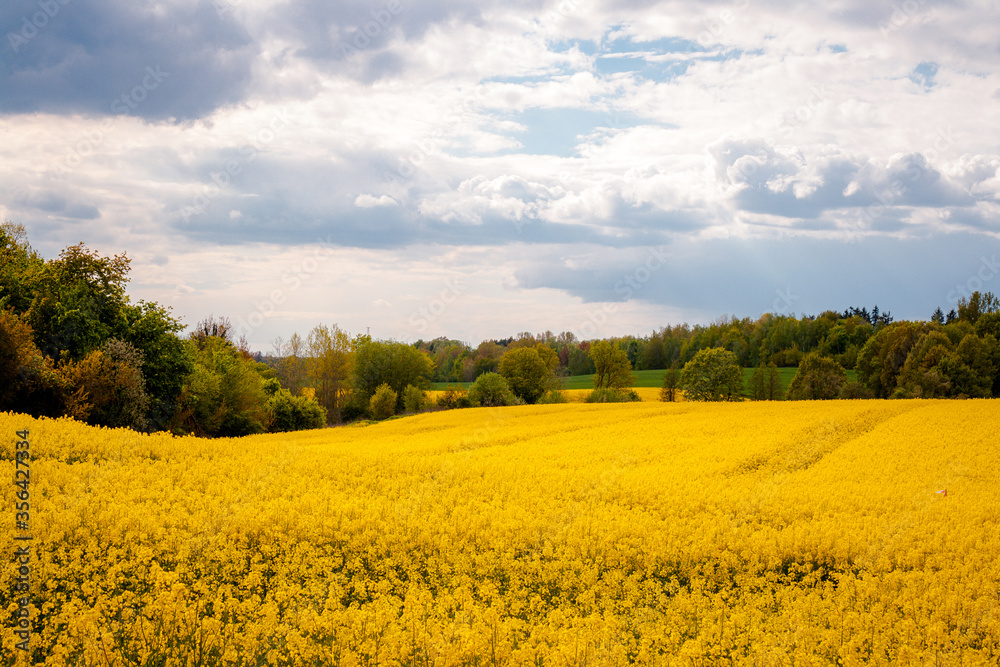 Beautiful field of yellow rape and green trees. Meadow with a forest Cultivation of agricultural crops. Spring sunny landscape with blue sky. Wallpaper of nature Beautiful field of yellow rape and green trees. Meadow with a forest Cultivation of agricultural crops. Spring sunny landscape with blue sky. Wallpaper of nature