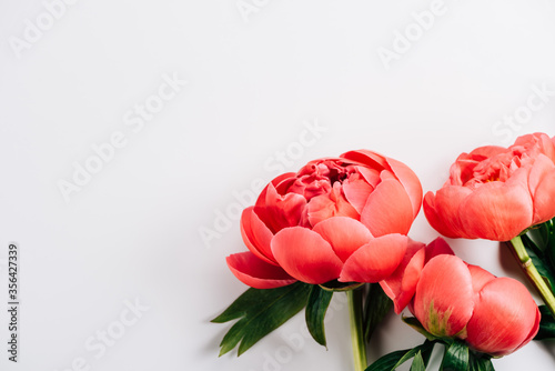 Fototapeta Naklejka Na Ścianę i Meble -  Top view of pink peonies with green leaves on white background