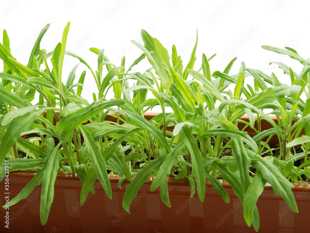 growing green plants of night-scended stock in pot growing green plants of night-scended stock in pot