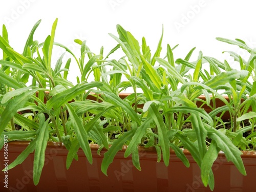 growing green plants of night-scended stock in pot