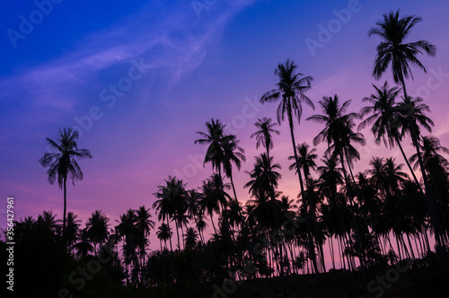 Silhouette of coconut trees with twilight sky, Thailand.