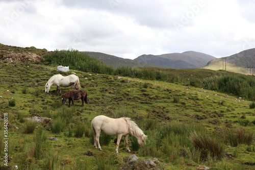 horses in the mountains