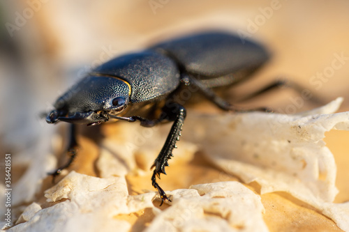 Schwarzer Käfer (Balkenschröter - Dorcus parallelipipedus) mit Tiefenunschärfe auf heller Borke