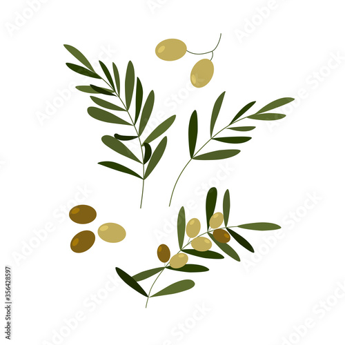 Olive branch on isolated white background vector