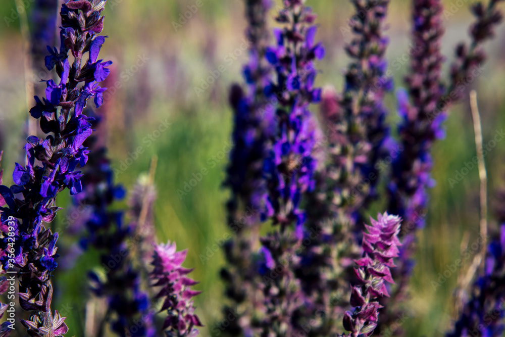 lavender flowers in provence