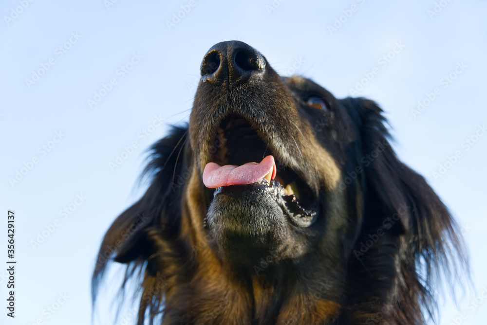 Portrait of a happy black and orange hovawart dog. hovawart female closeup. black dog portrait for calendar, poster, print cover.