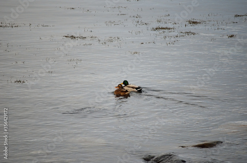 male and female mallar duck swimming out into sea © Arcticphotoworks