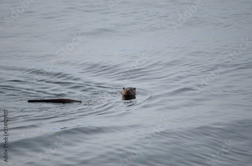 otter in fjord