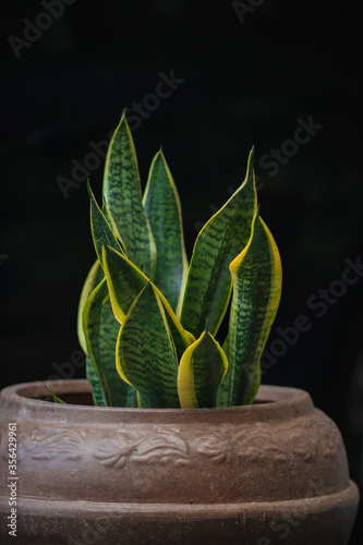 Snake plants, also known as Mother-in-Law’s Tongue and Sansevieria is a popular indoor plant in Malaysia