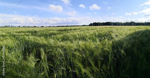 panoramic view of ears of rye growing in agricultural field