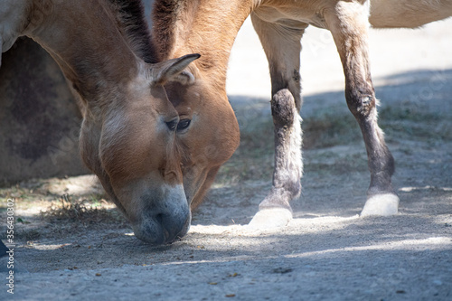 Pzewalski Pferde im Zoo