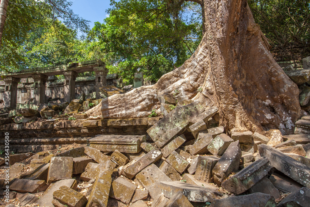  Beng Mealea temple ruins and banyan tree, the Angkor Wat style located east of the main group of temples at Angkor, Siem Reap, Cambodia.