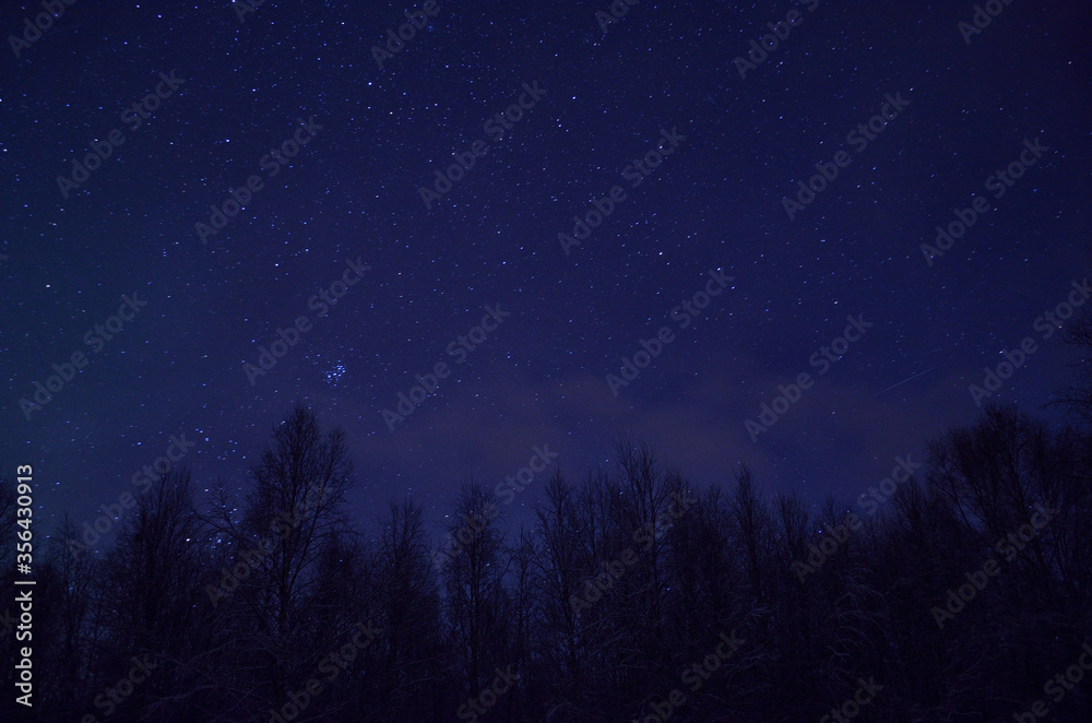 stars on winter night over birch trees stars on winter night over birch trees