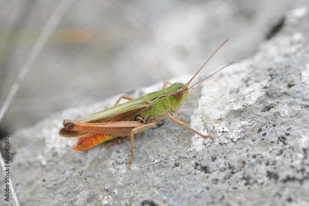 Ein sehr bunter Grashüpfer auf einem hell grauen Stein. Das Tier hat hell braune Augen und Füller, hell grüne- braune Flügel und hell orangen Hinterteil. Ein sehr bunter Grashüpfer auf einem hell grauen Stein. Das Tier hat hell braune Augen und Füller, hell grüne- braune Flügel und hell orangen Hinterteil.