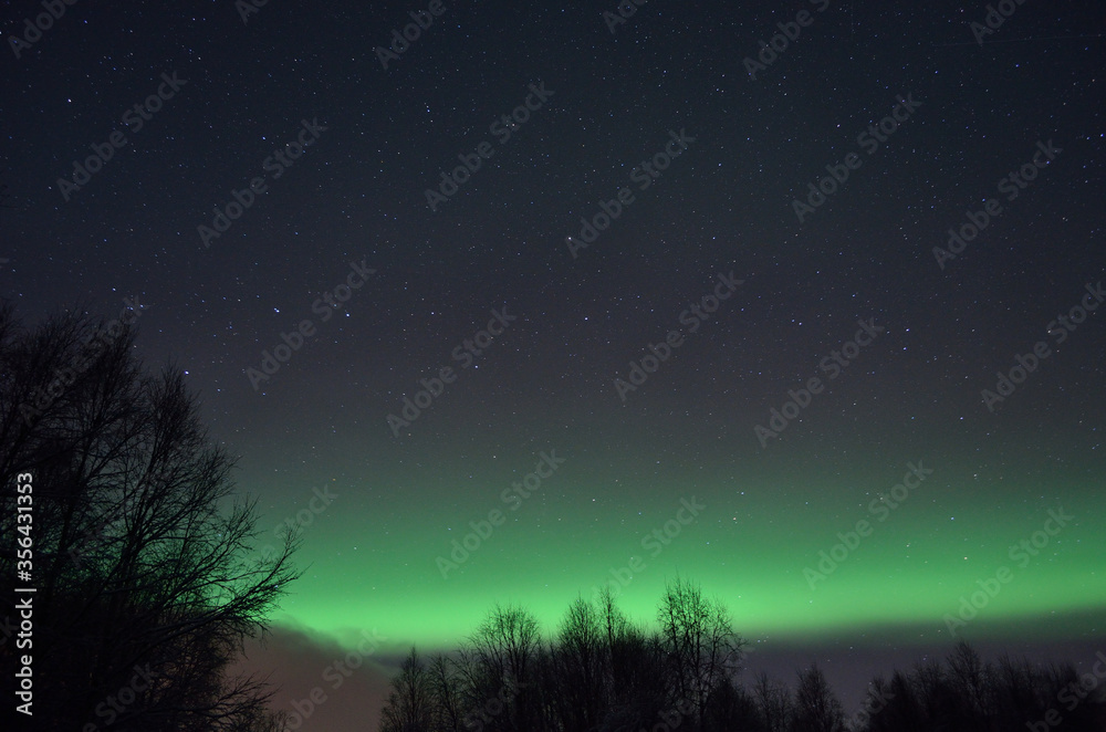 beautiful aurora borealis dancing over tree tops in winter