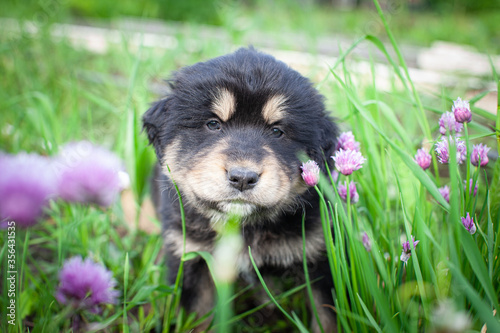 Tibetan mastiff pup in the garden in summer