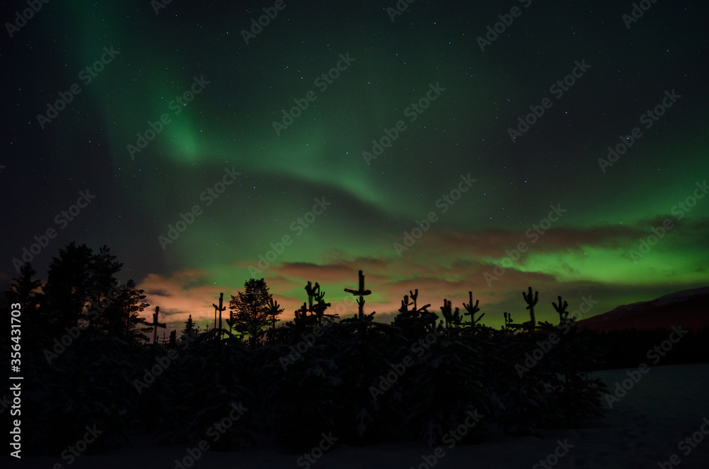 majestic aurora borealis dancing on night sky over spruce trees and field in the arctic circle